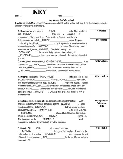 Image result for Cell Cycle Worksheet Answer Key