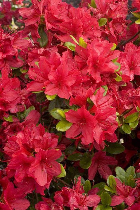 Hino-Crimson Azalea, Azalea x 'Hino-Crimson' (Kurume hybrid)
