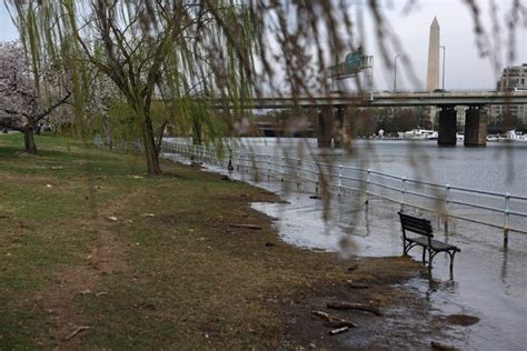 Image result for Stumpy Washington DC