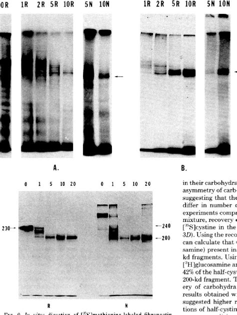 Image result for Fibronectin Molecular Structure