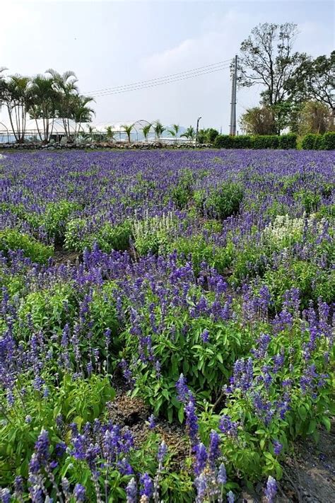 Go to Flower Market 的图像结果