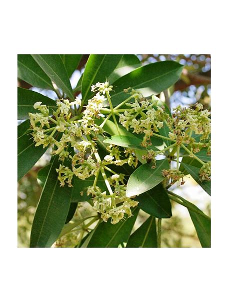 Famous Garden Live Saptaparni/Alstonia Scolaris Plant With Pot-Outdoor ...