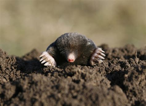 Image result for Mole Problem Solving