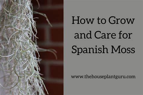 How to Grow and Care for Spanish Moss - The Houseplant Guru
