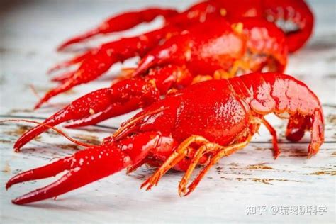 日媒：日本立法禁售小龙虾，力争一年内实施__财经头条