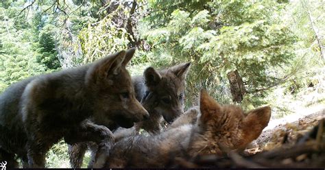 Wolves California 的图像结果