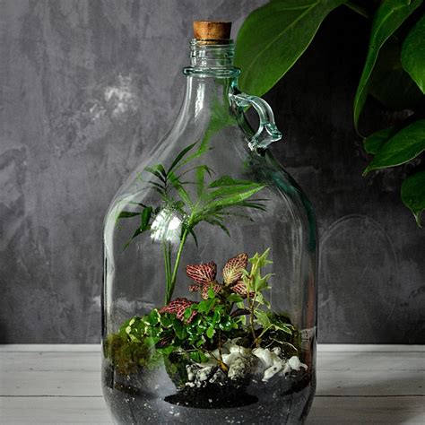 Top 7 Picks For The Best Plants for Closed Terrarium