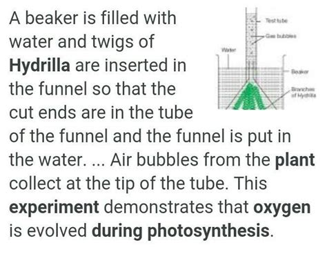 Why is Hydrilla plant used in experiment to show that green plants ...