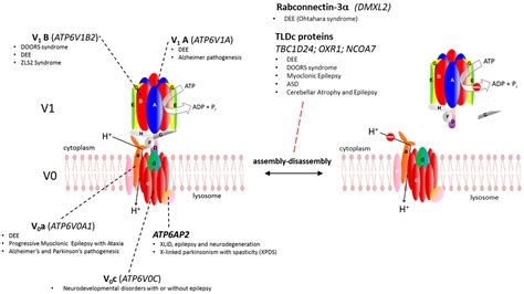 V-ATPase Dysfunction in the Brain: Genetic Insights and Therapeutic ...
