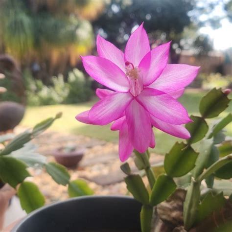 Christmas Events & Activities in Gauteng 2025 | AllEvents.In