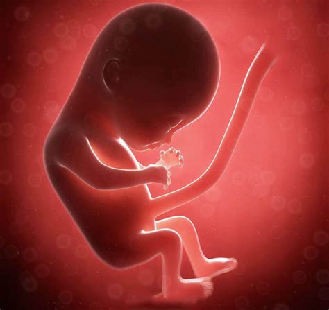 胎儿280天发育的全过程，有图有真相，生命真的很神奇！ - 百度宝宝知道