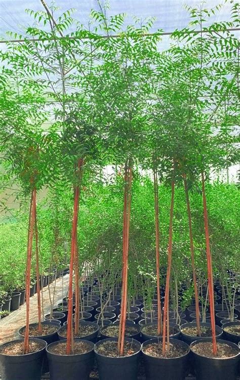 Neem Tree 的图像结果