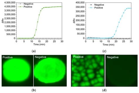 A Point-of-Care Nucleic Acid Quantification Method by Counting Light ...
