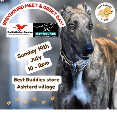 Greyhound MEET & GREET Day!, 427 West St, Ashburton, New Zealand 7700 ...