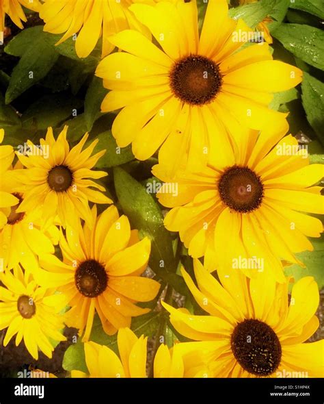 Sassy Yellow Black Eyed Susans sporting the requisite slightly ...