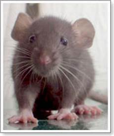 gabbie per cavie peruviane cavie peruviane e piccoli animali abbandonati consigli gabbie per cavie peruviane cavie peruviane e piccoli animali abbandonati consigli