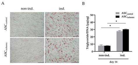 Cells | Special Issue : Human Adipose Stem Cells