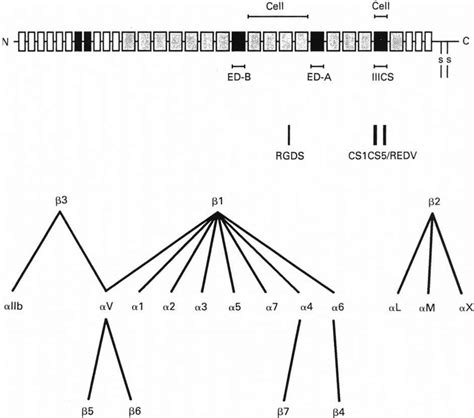 Image result for Fibronectin Chemical Structure