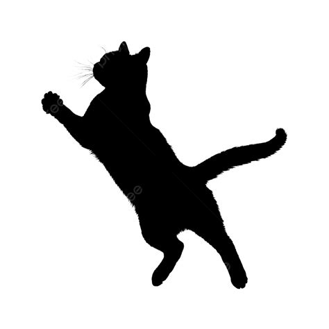 Cat Jumping Door Frame at Richard Armes blog