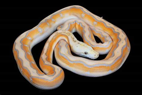 Image result for Purple Morph Reticulated Python