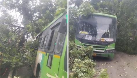 Over 12,000 Tree Fall Incidents In Pune Since 2014, Safety Concerns Rise
