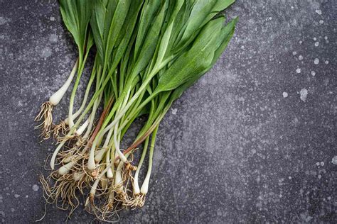 15 Facts About Spring Onions - Facts.net - habitat of onion