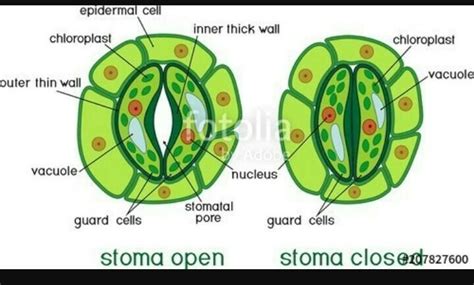 Draw the diagram of stomata and write the functions of stamatal pores ...