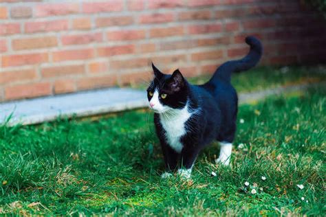 Can cats be mindful? A deep dive into feline stress & meditation sounds