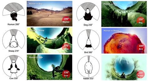 Image result for Voice Over Sample Scripts Free