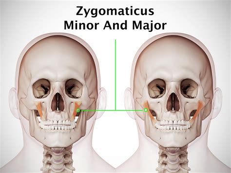 Zygomaticus Major And Minor