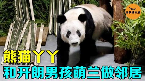 熊猫丫丫经过一个月隔离，到达了北京动物园，和萌兰做邻居【看核桃补脑】 - YouTube
