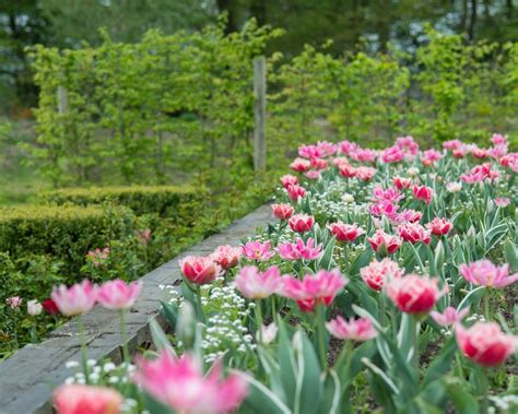 Image result for Planting Bulbs for Spring