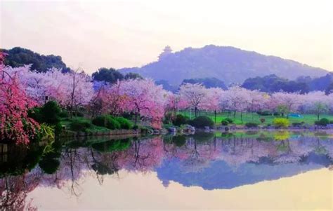 樱花大学—武汉大学|樱花|武汉大学|化学系_新浪新闻