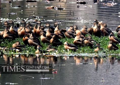 Migratory ducks Feature Photo Migrant wetland ducks : M...