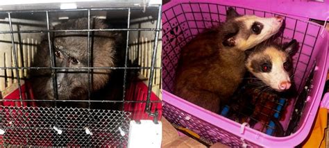 Seven exotic animals rescued at Assam-Mizoram border, 4 arrested ...