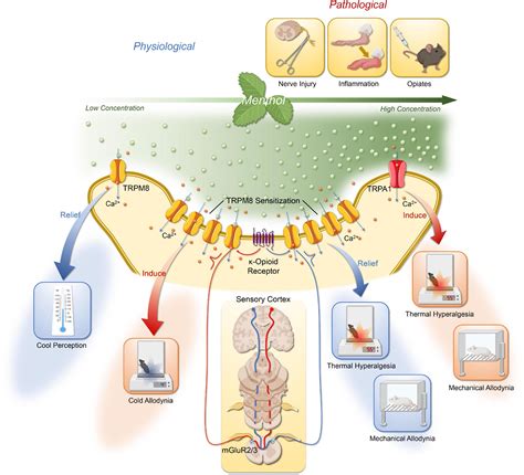 Frontiers | The distinctive role of menthol in pain and analgesia ...