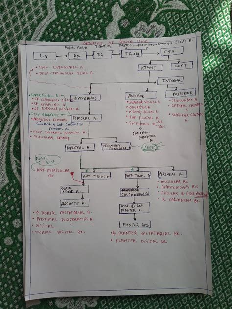 Artery of lower limb with flow chart - lower extremity arteries anatomy