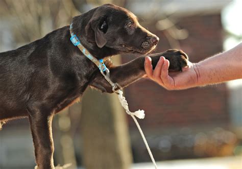 Image result for Voluntary Surrender of Animals