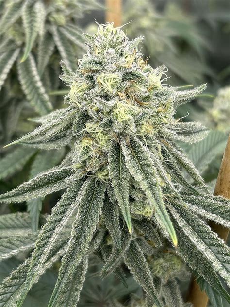 Platinum Frosting (Oreoz x Platinum Lemon Cherry Gelato) on Day 40 of ...