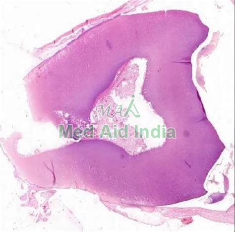 Prepared Microscope Slide Oral Histology Slides Manufacturer, Supplier ...
