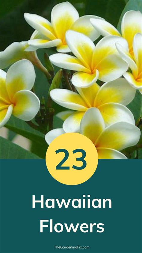 23 Hawaiian Flowers That Define the Tropical Paradise