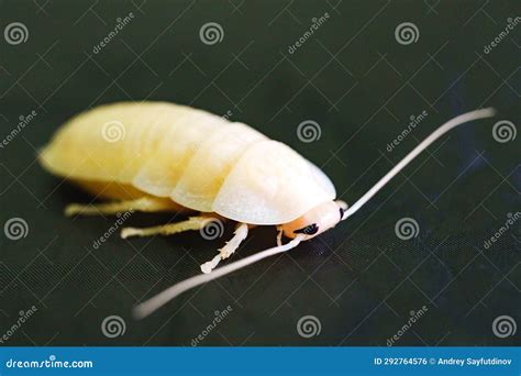 Madagascar Cockroach Dissection 的图像结果