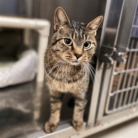 Stillwater Humane Society Ok