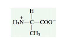 29. Three amino acids are given below:Alanine CH3CH(COOH)(NH2) Aspartic ...