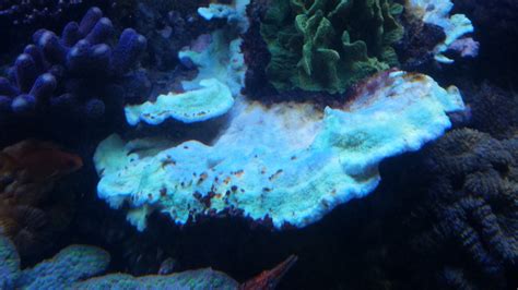 Korallen werden sehr hell - Korallen - Meerwasserforum