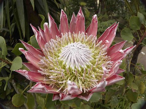15 Flowering Plants With Large Blossoms