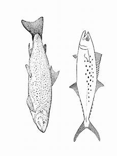 malvorlagen fische jung fisch malvorlagen fish fische zeichnen fisch malen malvorlagen fische jung fisch malvorlagen fish fische zeichnen fisch malen