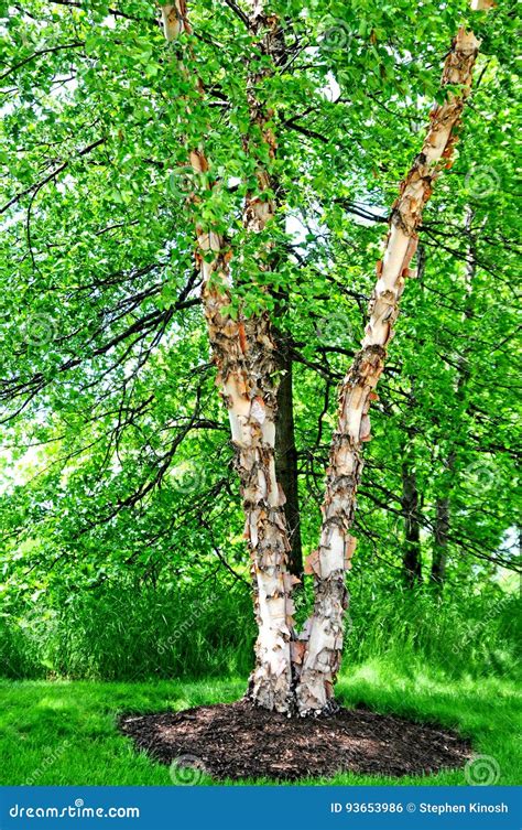 River BIrch Tree stock photo. Image of weathered, river - 93653986