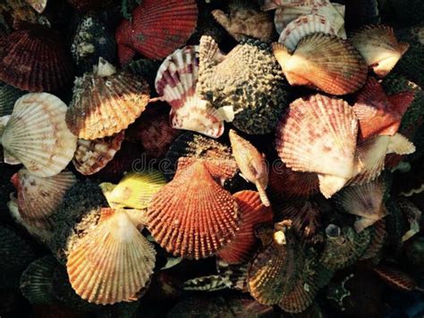 Image result for Shell Seafood