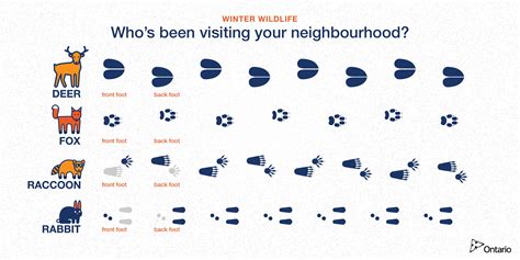 Tracks In Snow Identify Animal